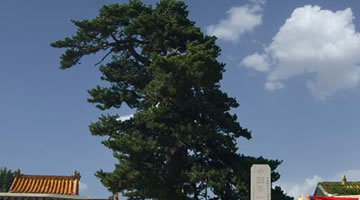 內蒙古油松王旅游開發有限責任公司